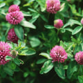 Understanding Red Clover: A Natural Alternative to Hormone Therapy for Men and Women