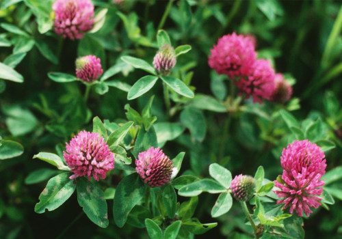 Understanding Red Clover: A Natural Alternative to Hormone Therapy for Men and Women